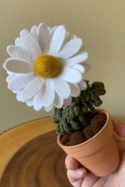 Potted Daisy