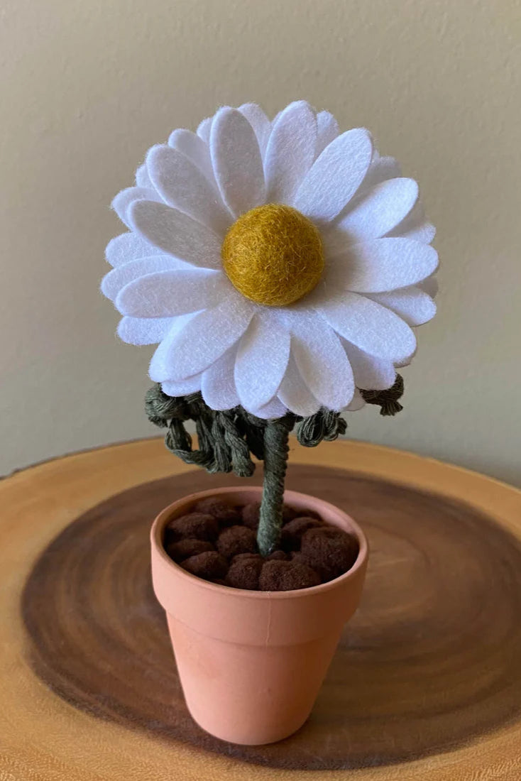 Potted Daisy