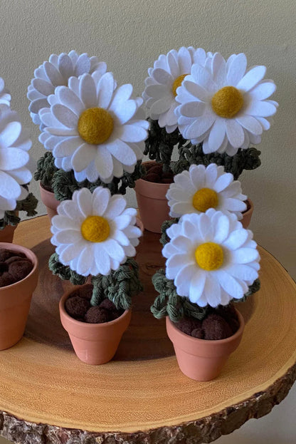 Potted Daisy