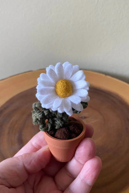 Potted Daisy