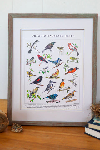 Vintage Style Ontario Backyard Birds / Art Print